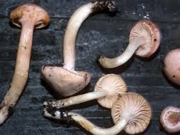 Attēlu rezultāti vaicājumam “Hygroamblystegium humile sporophyte”