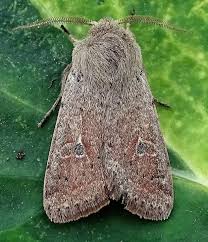 Attēlu rezultāti vaicājumam “Orthosia cruda”