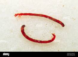 Attēlu rezultāti vaicājumam “Chironomidae larvae”