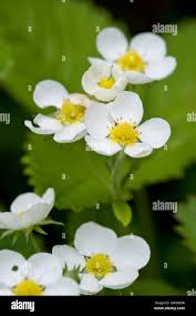 Attēlu rezultāti vaicājumam “Fragaria moschata flower”