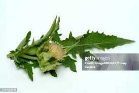 Attēlu rezultāti vaicājumam “Cirsium oleraceum”