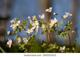 Attēlu rezultāti vaicājumam “Isopyrum thalictroides flower”