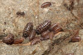 Attēlu rezultāti vaicājumam “Armadillidium pulchellum”