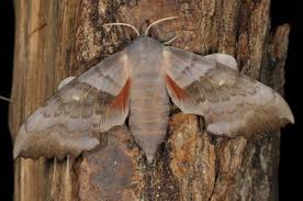 Attēlu rezultāti vaicājumam “Laothoe populi imago”