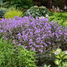 Image result for Geranium pratense