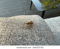 Attēlu rezultāti vaicājumam “Haematopota sp.”