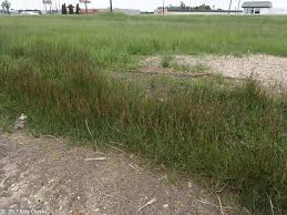 Attēlu rezultāti vaicājumam “Juncus compressus fruit”