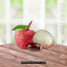 Image result for Litchi chinensis