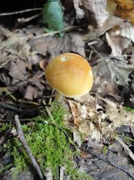 Attēlu rezultāti vaicājumam “Pluteus leoninus”