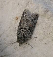 Attēlu rezultāti vaicājumam “Nycteola sp.”