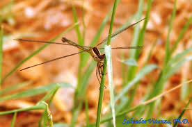 Attēlu rezultāti vaicājumam “Lestidae”