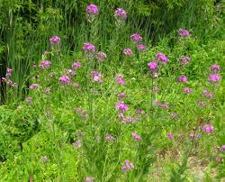 Image result for Hesperis matronalis