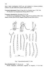 Attēlu rezultāti vaicājumam “Diderma ochraceum macro”