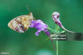 Attēlu rezultāti vaicājumam “Brenthis daphne”