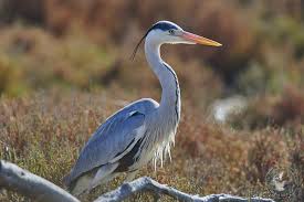 Image result for heron