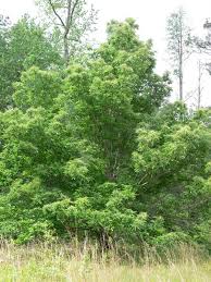 Attēlu rezultāti vaicājumam “Licea castanea”