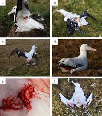 Image result for albatross dead chick
