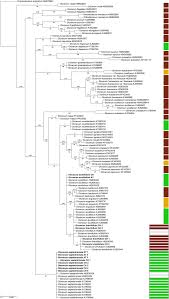 Attēlu rezultāti vaicājumam “Dicranum leioneuron”