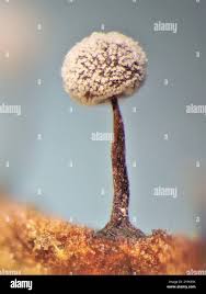 Attēlu rezultāti vaicājumam “Didymium nigripes”