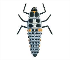 Attēlu rezultāti vaicājumam “Myzia oblongoguttata”