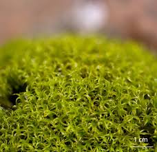 Attēlu rezultāti vaicājumam “Tortella tortuosa”