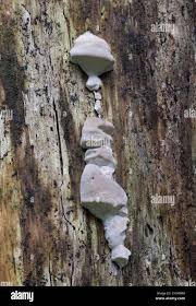 Attēlu rezultāti vaicājumam “Tyromyces chioneus”