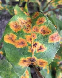 Attēlu rezultāti vaicājumam “Gymnosporangium sabinae”