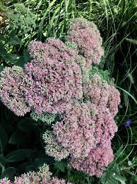 Attēlu rezultāti vaicājumam “Hylotelephium telephium flower”