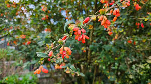 Attēlu rezultāti vaicājumam “Berberis vulgaris fruit”