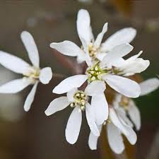 Attēlu rezultāti vaicājumam “Amelanchier spicata flower”