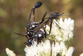 Attēlu rezultāti vaicājumam “Ammophila sp.”
