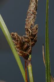 Attēlu rezultāti vaicājumam “Carex ericetorum”