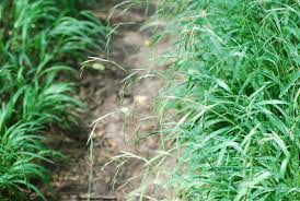 Attēlu rezultāti vaicājumam “Brachypodium sylvaticum leaf”