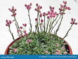 Attēlu rezultāti vaicājumam “Antennaria dioica male flower”