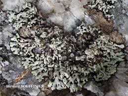 Attēlu rezultāti vaicājumam “Menegazzia terebrata”