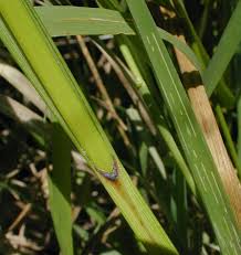Attēlu rezultāti vaicājumam “Hemitrichia sordivesiculosa macro”