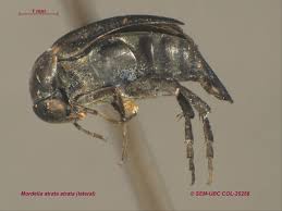 Attēlu rezultāti vaicājumam “Mordella sp.”