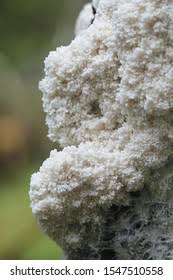 Attēlu rezultāti vaicājumam “Brefeldia maxima plasmodium”