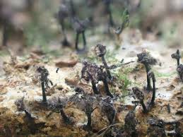 Attēlu rezultāti vaicājumam “Stemonaria irregularis stalked”