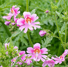 Image result for Schizanthus