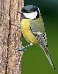 Attēlu rezultāti vaicājumam “Parus major male”