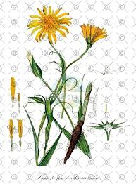 Image result for Tragopogon pratensis