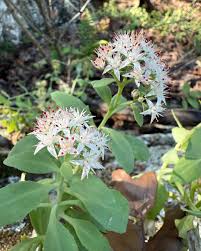 Attēlu rezultāti vaicājumam “Hylotelephium telephium bud”