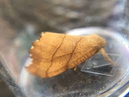 Attēlu rezultāti vaicājumam “Falcaria lacertinaria”