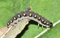 Attēlu rezultāti vaicājumam “Tenthredo mandibularis”