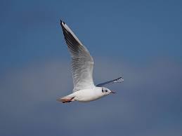 Attēlu rezultāti vaicājumam “Larus ridibundus”
