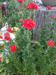 Attēlu rezultāti vaicājumam “Silene chalcedonica fruit”