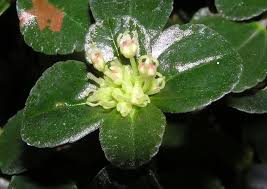 Attēlu rezultāti vaicājumam “Depressaria olerella imago”