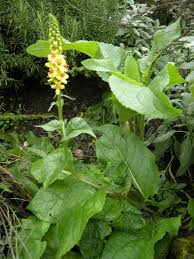 Image result for Verbascum nigrum