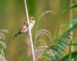 Attēlu rezultāti vaicājumam “Panurus biarmicus”